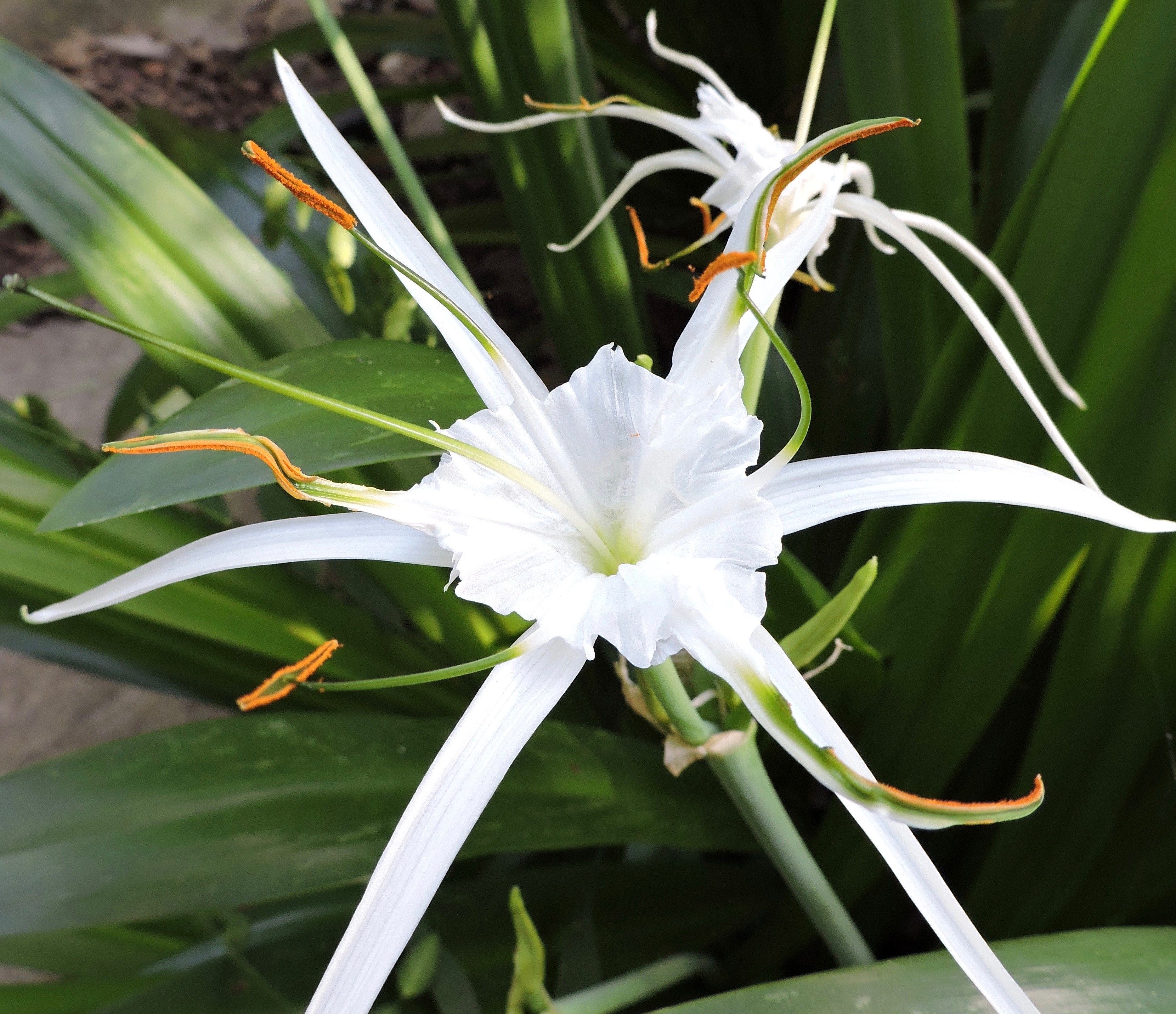 Native Texas Park - Summer | George W. Bush Library